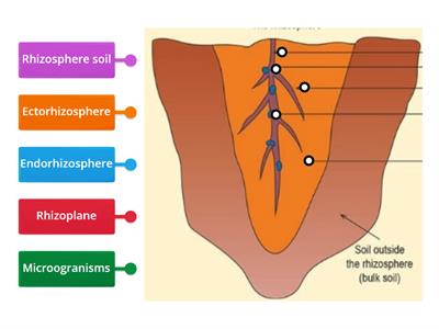 Rhizosphere