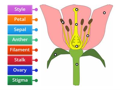IGCSE Parts of a flower