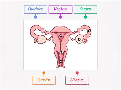 Female Reproductive System