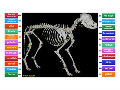 Dog Skeleton