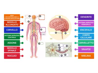 Il Sistema Nervoso