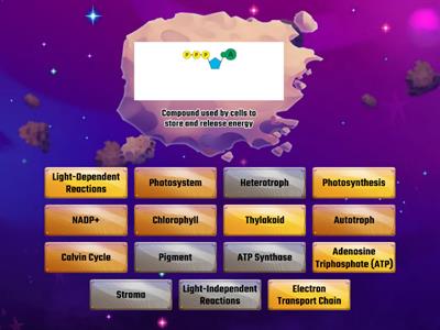 Photosynthesis Matching Game