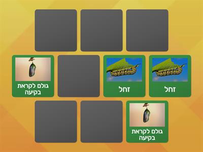 מחזור חיי הפרפר