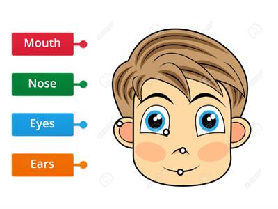 Parts of the face