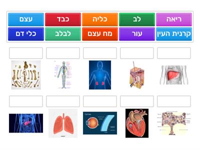 השתלת איברים