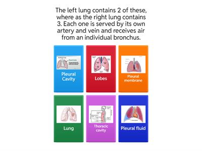 Lung Structure and Function quiz