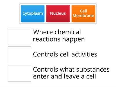 Animal cell structure functions match up (S3)