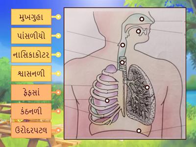 મનુષ્યમાં શ્વસનતંત્રની આકૃતિ દોરે અને નામ નિર્દેશન કરે-PaRthik