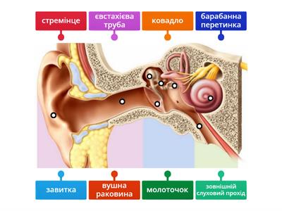 Будова вуха