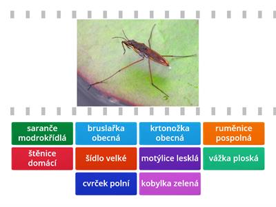 Hmyz s proměnou nedokonalou