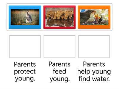 Parents and Young - Grade 1