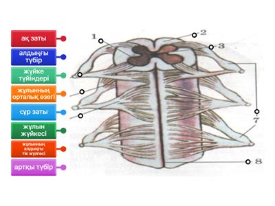 Көліктегі жетілген минет