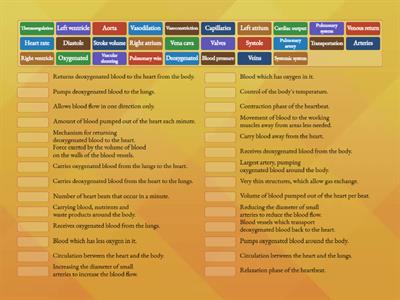 Cardiovascular system - Key words