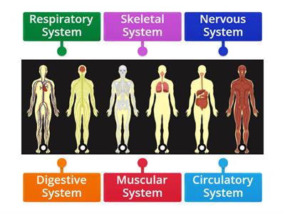Body Systems 6 systems