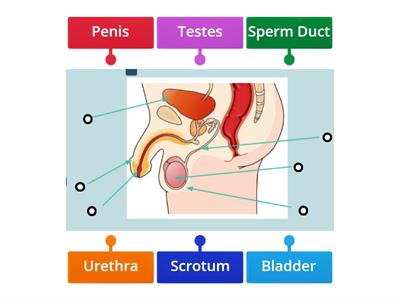 Male Reproductive System