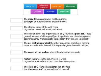 Organelles and their functions