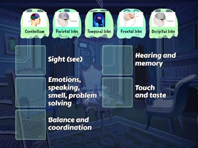 Brain Lobes´functions