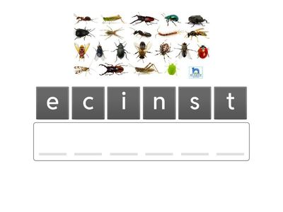 Letter Ii vocabulary