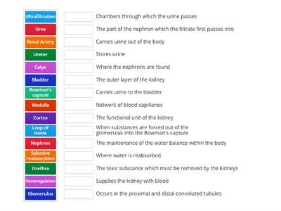 Kidney Structure