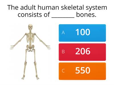 The Skeletal System