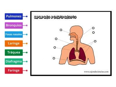 aparato respiratorio