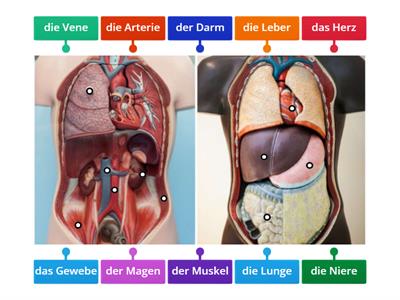 Der Körper II A2