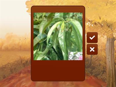 造園丙級識別圖卡1