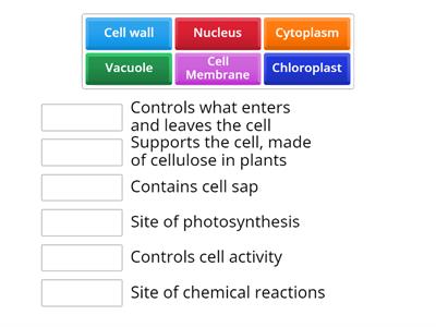 Cell Structure & Function
