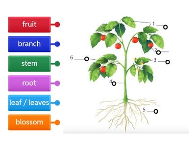 Plants and Metaphor | Outcomes Upper Intermediate