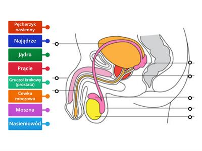 Budowa Układ rozrodczy męski 