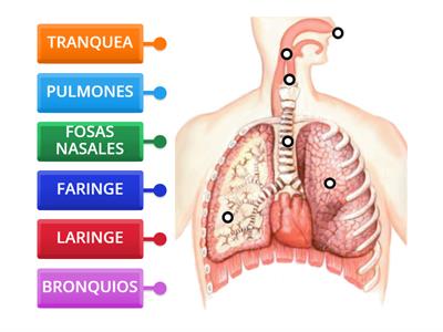 SISTEMA RESPIRATORIO