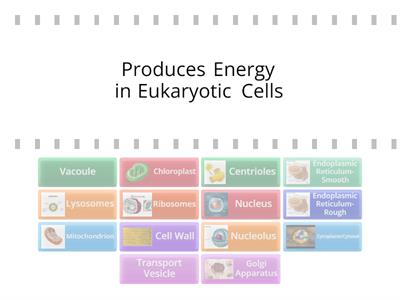 Cell Parts Organelle Functions