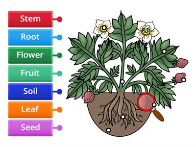 Plant Parts