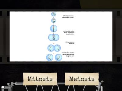 Mitosis vs. Meiosis