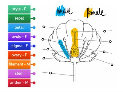 Cross-section of a flower (easier)