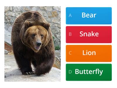 Animals Quiz