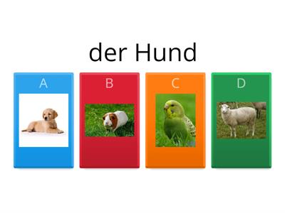 Haustiere (pets)Quiz