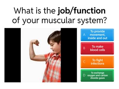 Muscular System