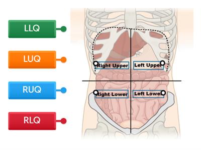 Abdominal Quadrants