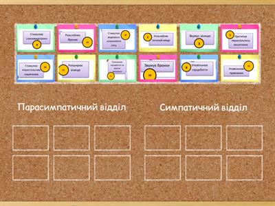 Вегетативна нервова система. 8 клас
