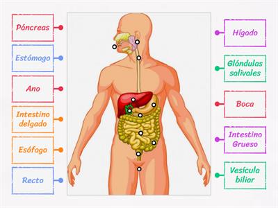 Juego Partes del Aparato Digestivo