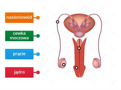 układ rozrodczy męski