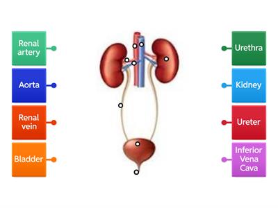 Urinary System