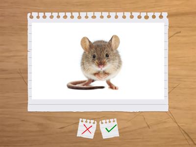 Singular and Plural nouns