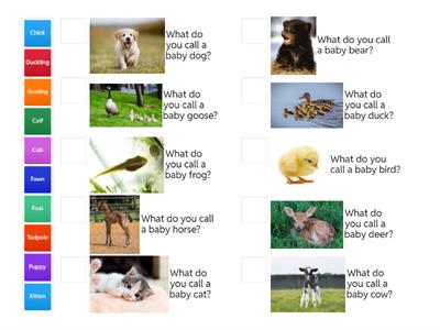 Baby Animal Names Quiz