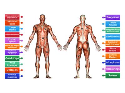 Label Main Skeletal Muscles