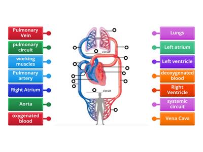 Double circulatory system to label