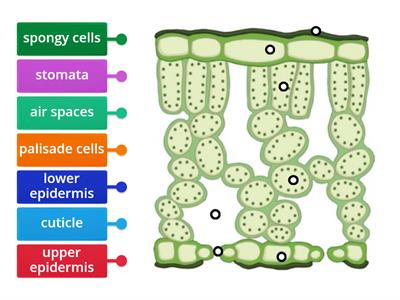 KS3 Cross Section of a Leaf