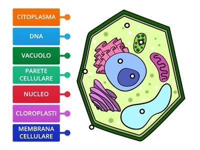 LA CELLULA VEGETALE