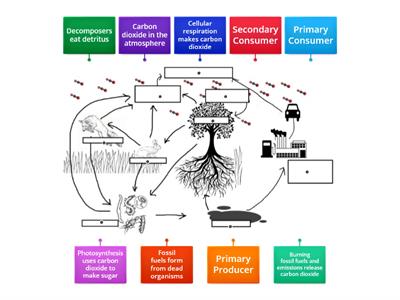 The Carbon Cycle